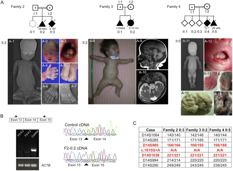 Figure 2