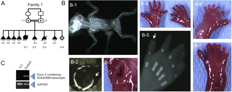 Figure 1