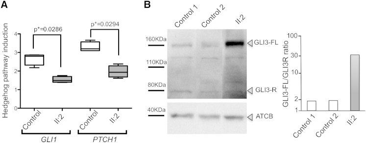 Figure 4