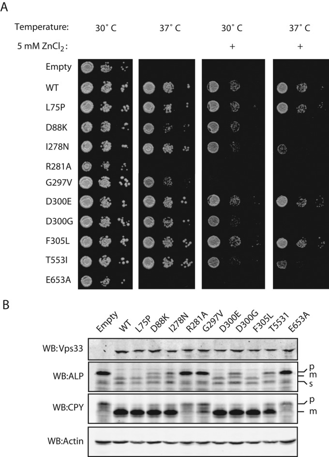 FIGURE 4: