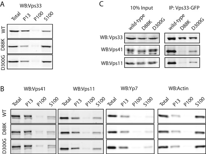 FIGURE 6: