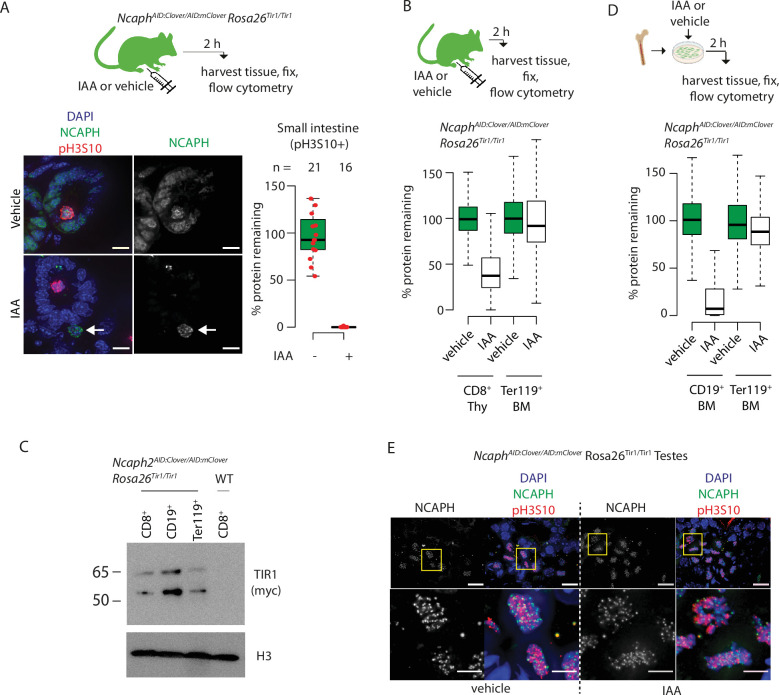 Figure 6—figure supplement 2.