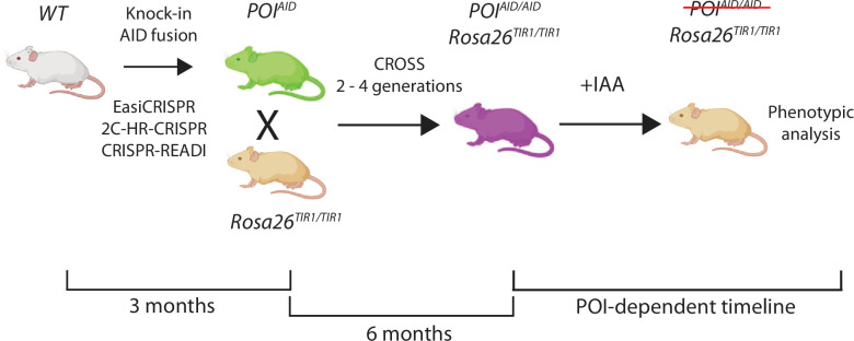 Figure 6—figure supplement 3.