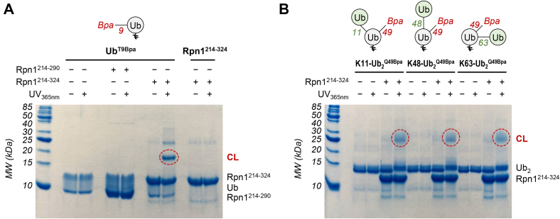 Figure 6