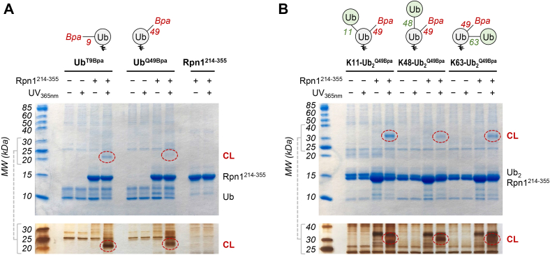 Figure 2