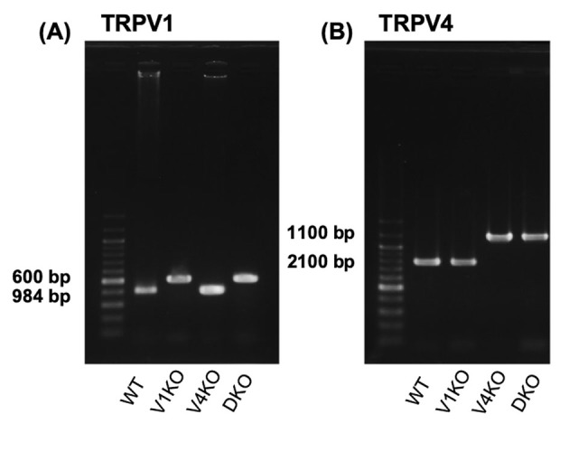 Supplemental Fig. S1