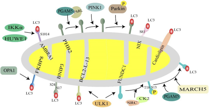 FIGURE 4