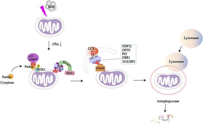 FIGURE 2