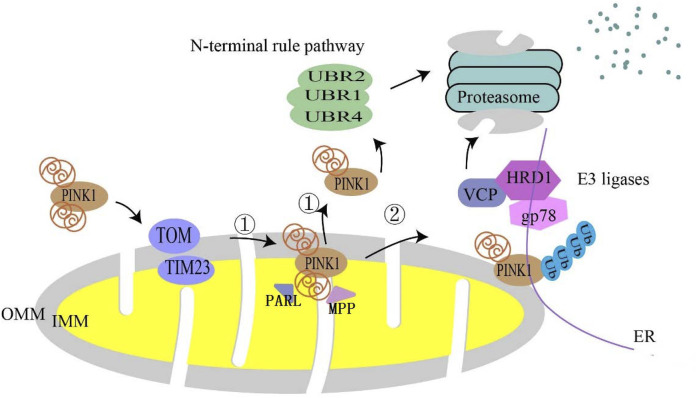 FIGURE 1