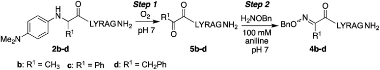 Scheme 4