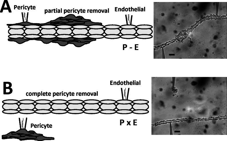 Fig 5