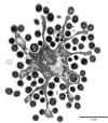Fig. 1.
