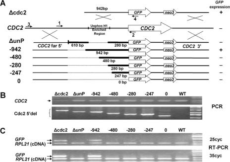 FIG. 1.