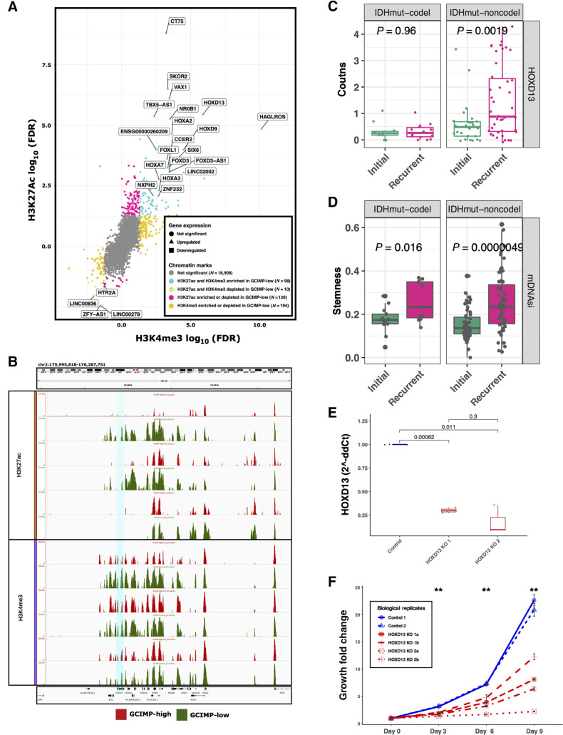 Figure 2. Master regulators associated with IDHmut glioma recurrence/progression. A, Starburst plot of all H3K27ac and H3K4me3 peaks overlapping known transcription start sites. Significant gains or losses of H3K27ac (y-axis) and H3K4me3 (x-axis) are highlighted. Each dot indicates a gene and the shape indicates the expression difference between GCIMP-low versus GCIMP-high. Triangles, upregulated genes; squares, downregulated genes. If a gene is enriched for both H3K27ac and H3K4me3, this implies active TSS and the associated gene expression is defined as upregulated (turquoise, top right corner). If a gene is depleted for both H3K4me3 and H3K27ac, this implies weak or quiescent expression of the associated gene (green, bottom left corner). Gray, not significant gene promoter enrichment. Only the most significant upregulated genes are labeled in this plot. B, Genome browser representation focused on the HOXD family. The region related to HOXD13 gene (hg18.chr2: 176,092,721–176,095,944) is highlighted in turquoise. HOXD13 is more enriched by the H3K27ac and H3K4me3 peaks in the GCIMP-Low (recurrent) samples (n = 3) than in their corresponding GCIMP-High (primary) pairs (n = 3), top and bottom graph, respectively. C, HOXD13 expression level by RNA sequencing of GLASS IDHmut samples stratified by initial/recurrent and codel status (N = 11 codels and 26 noncodels patients). Each box represents quartiles, and the center line represents the median of each group. The whiskers represent absolute range. D, Stemness activity in the GLASS IDHmut samples stratified by initial/recurrent and codel status. Each box represents quartiles, and the center line represents the median of each group. The whiskers represent absolute range. E, Quantification analysis of the relative HOXD13 expression levels (2-ΔΔCt) between samples: control, n = 2; HOXD13 1 sgRNA HOXD13–07, n = 2; HOXD13 2 sgRNA HOXD13–55, n = 2 biological replicates. The boxplots represent the analysis of three technical replicates for each sample. F, Proliferation growth curve over 9 days of analysis (control, N = 2; HOXD13 1 sgRNA HOXD13–07, N = 2; HOXD13 2 sgRNA HOXD13–55, N = 2 biological replicates). **, P < 0.01