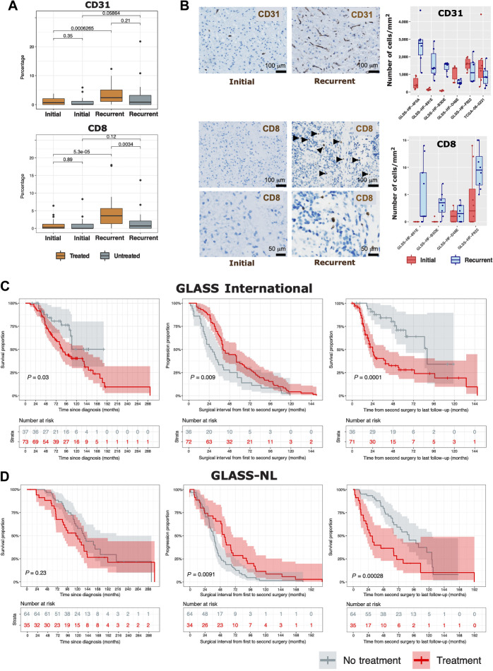 Figure 4. Tumor microenvironment and clinical implications of treatment in IDH-mutant gliomas. A, CD31 and CD8 proportions (range scaled from 0 to 100%) in samples originating from IDHmut matched initial and recurrent tumors in treated and nontreated patients. Each box in A and B represents quartiles, and the center line represents the median of each group. The whiskers represent absolute range. B, Illustrative immunohistochemical stainings for two marker proteins (CD31 and CD8) in an individual patient showing change of levels of tumor-infiltrating immune cells between initial (left) and recurrent (right) tumors. CD8 stainings are shown in two different magnifications. Boxplots represent the number of CD31- (top) and CD8-positive cells (bottom) counted per area for individual patients. C and D, Overall survival and surgical interval analysis of IDHmut gliomas for the GLASS International (C) and GLASS-NL (D) cohorts.