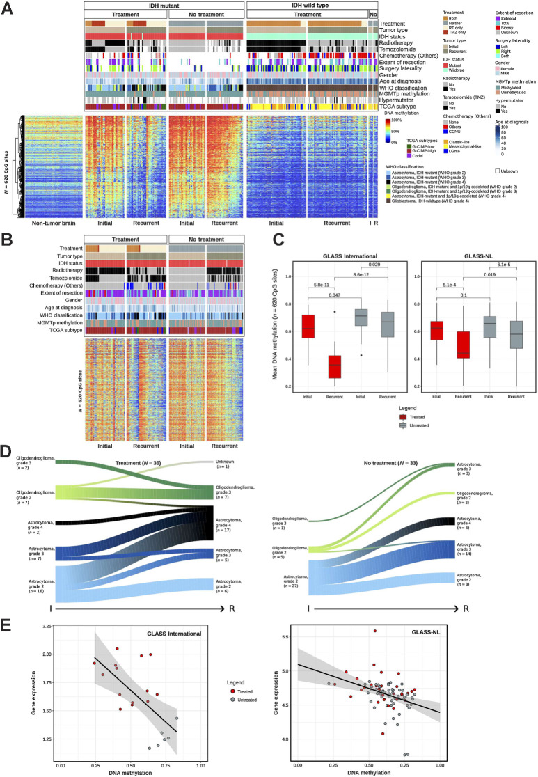 Figure 3. DNA methylation loss associates with malignant transformation of glioma after standard treatment. A, Heat map of DNA methylation data. Hierarchical clustering analysis of 620 CpG probes that are associated with different treatment strategies in IDHmut paired glioma samples. Columns represent glioma samples; rows represent CpG probes. Samples were stratified and clustered on the basis of IDH mutation status and initial/recurrent status and CpGs were ordered using hierarchical clustering methods. Nonneoplastic brain samples are represented on the left of the heat map. DNA methylation β values range from 0 (low) to 1 (high). Additional tracks are included at the top of the heat maps to identify each sample membership within separate cluster analysis. B, Heat map of DNA methylation data in the validation cohort - GLASS-NL, showing the same 620 CpG probes of A. C, Boxplot of the average DNA methylation β value of the 620 CpG probes from A, in IDHmut samples. Samples are stratified by initial/recurrent status and by treated/nontreated status. Left, GLASS-International samples; right, GLASS-NL samples. Each box represents quartiles, and the center line represents the median of each group. The whiskers represent absolute range. D, Evolution of tumor histology (2021 WHO classification) from initial to recurrent samples after treatment compared with nontreated gliomas. E, Scatter plot of mean DNA methylation of CpG probes and mean gene expression of the epigenetically regulated genes after treatment (Supplementary Table S5). Each dot is a sample.