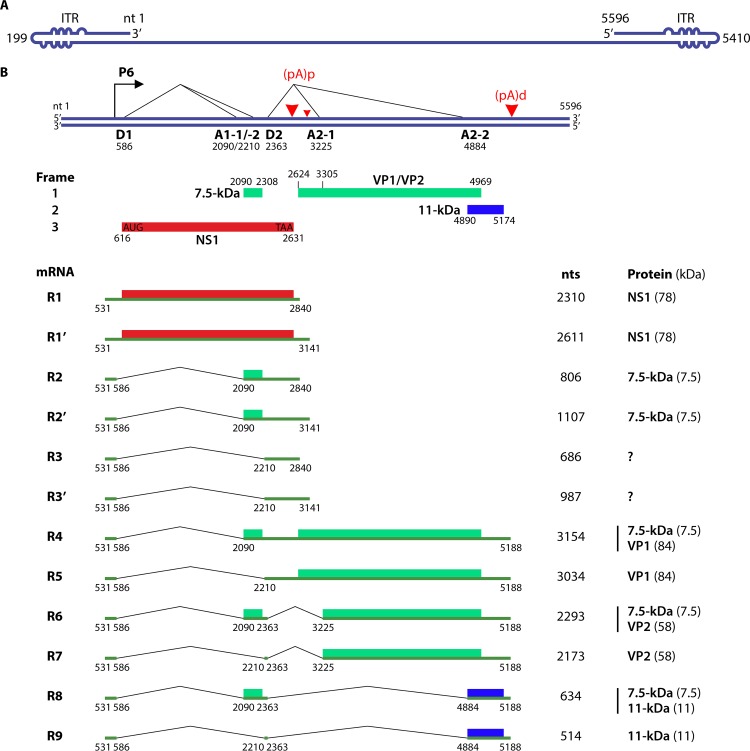 FIG 1