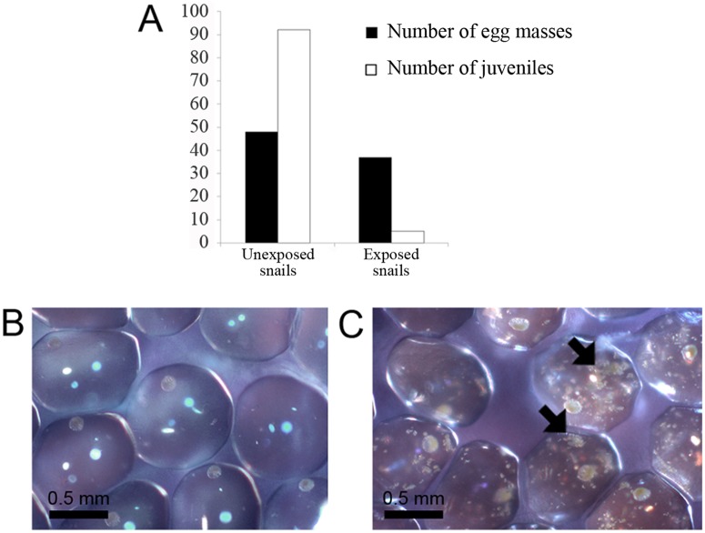 Fig 8