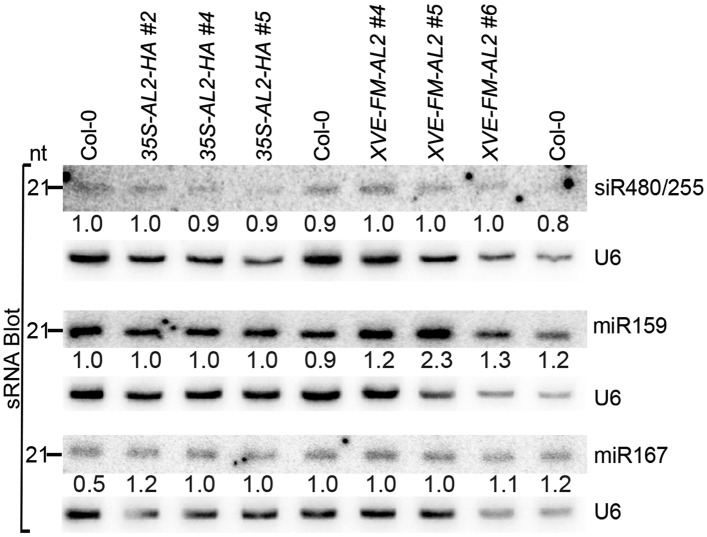 Figure 1—figure supplement 1.