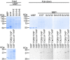 Figure 4—figure supplement 2.