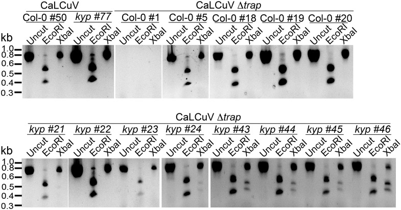 Figure 9—figure supplement 1.