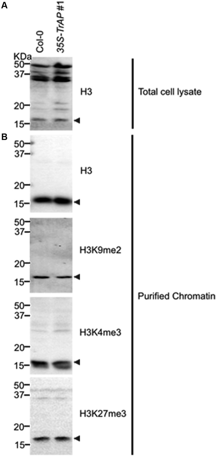 Figure 6—figure supplement 1.