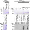 Figure 4—figure supplement 1.