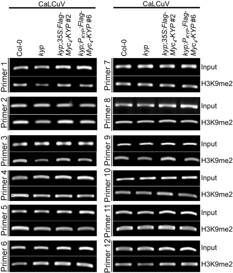 Figure 8—figure supplement 1.