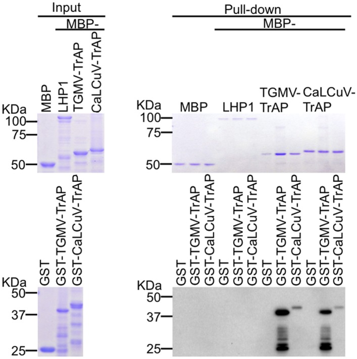 Figure 4—figure supplement 1.