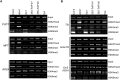 Figure 6—figure supplement 2.