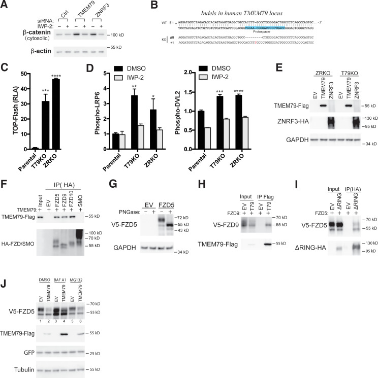 Figure 3—figure supplement 1.