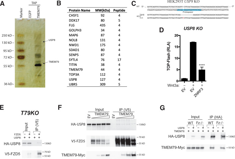 Figure 5—figure supplement 1.