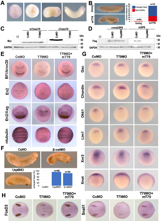 Figure 6—figure supplement 1.