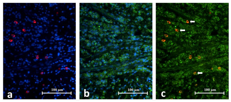 Figure 12. 