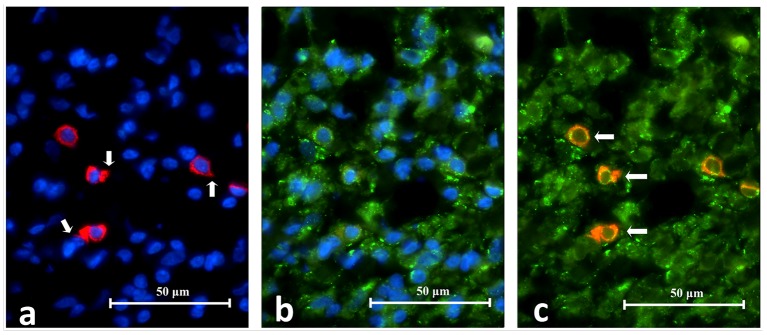 Figure 13. 