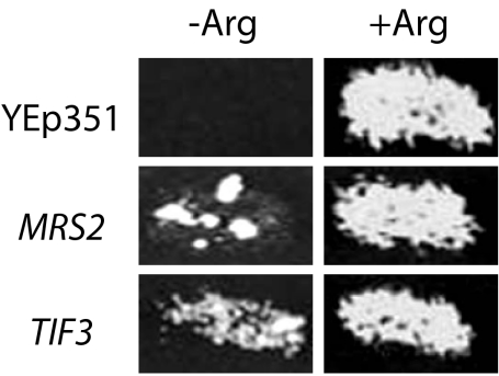 FIGURE 5.