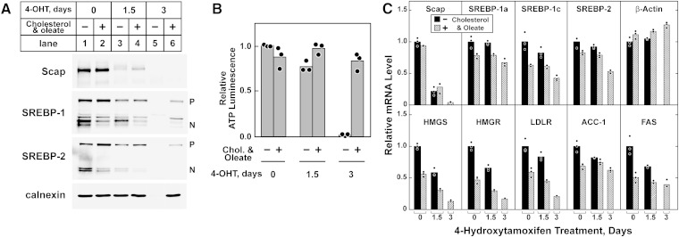 Fig. 8.