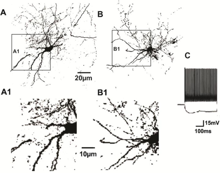 Figure 1