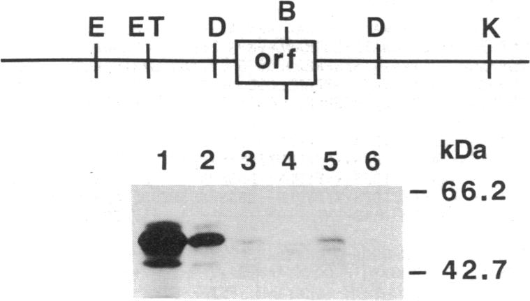 graphic file with name pnas00290-0105-a.jpg