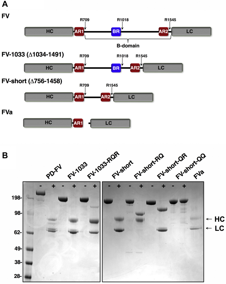 Figure 1