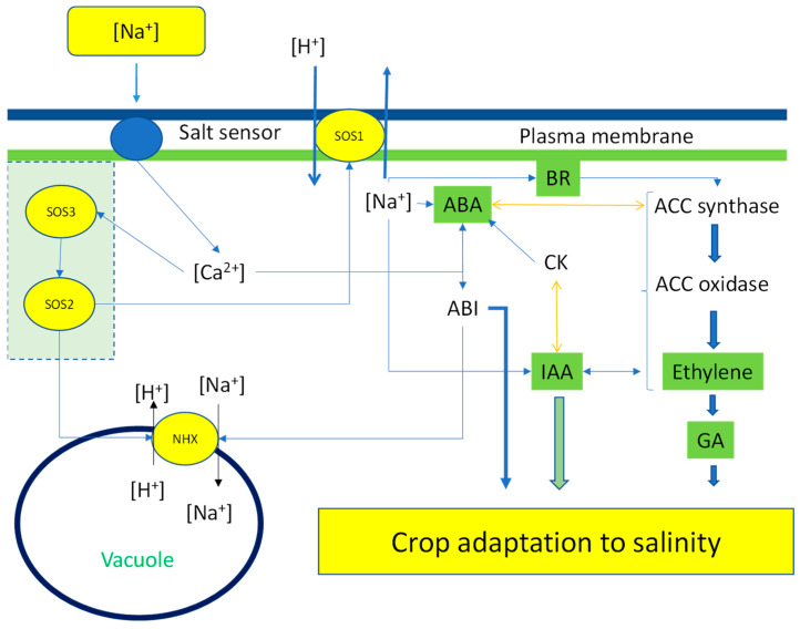 Figure 5