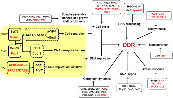 Figure 6