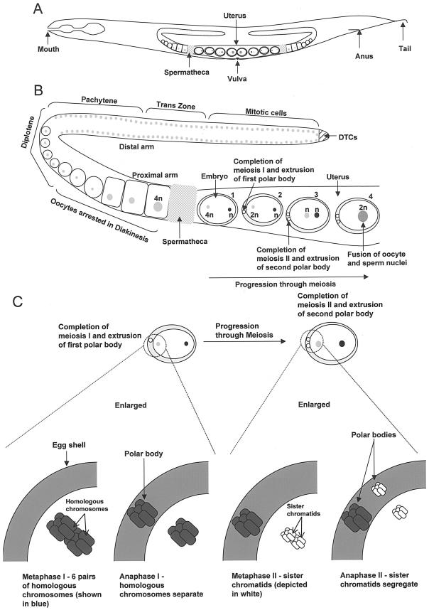 FIG.2.