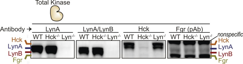 Figure 9—figure supplement 1.