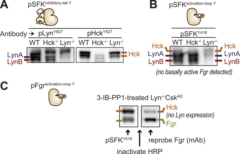 Figure 10—figure supplement 1.