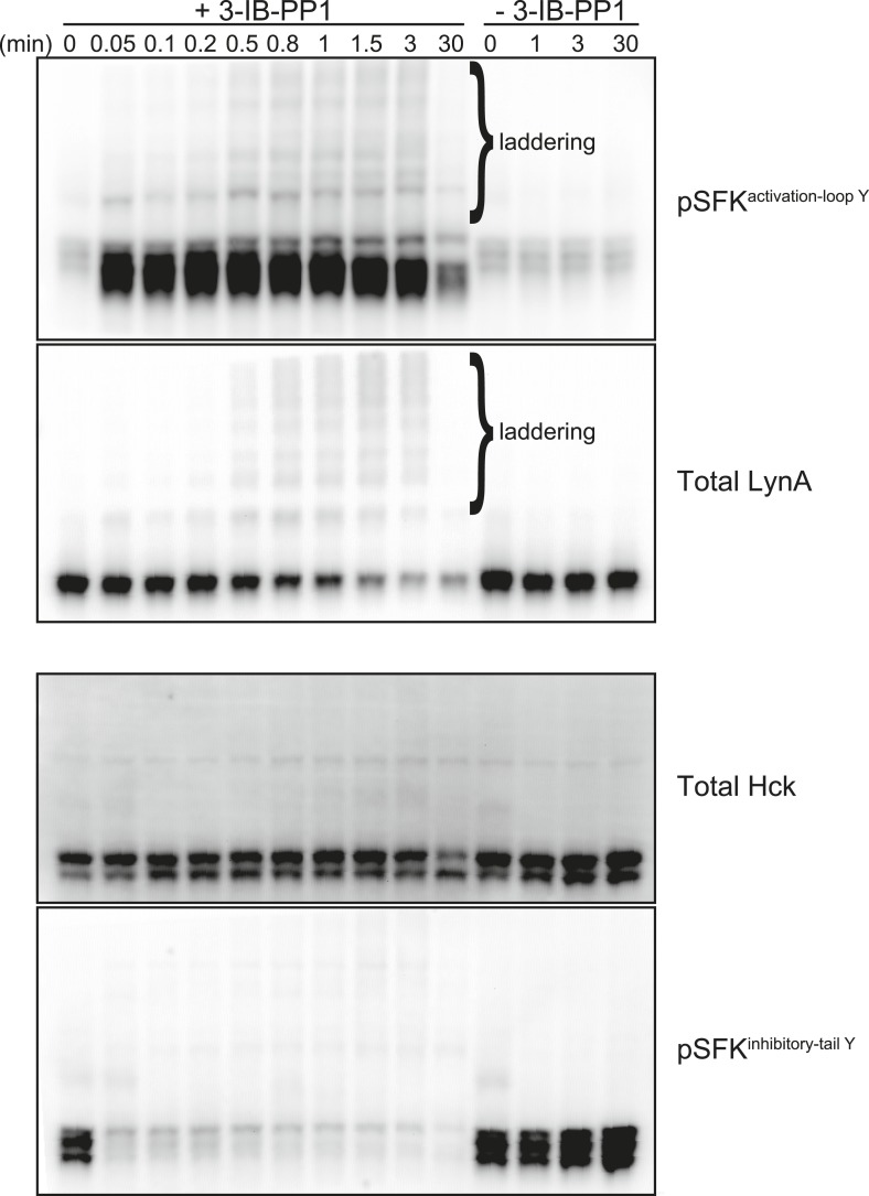 Figure 9—figure supplement 2.