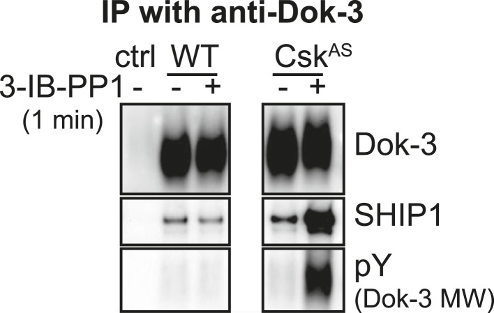 Figure 6—figure supplement 1.