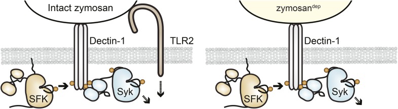 Figure 3—figure supplement 1.