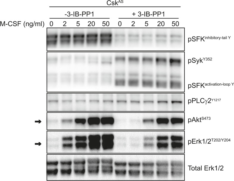 Figure 4—figure supplement 2.