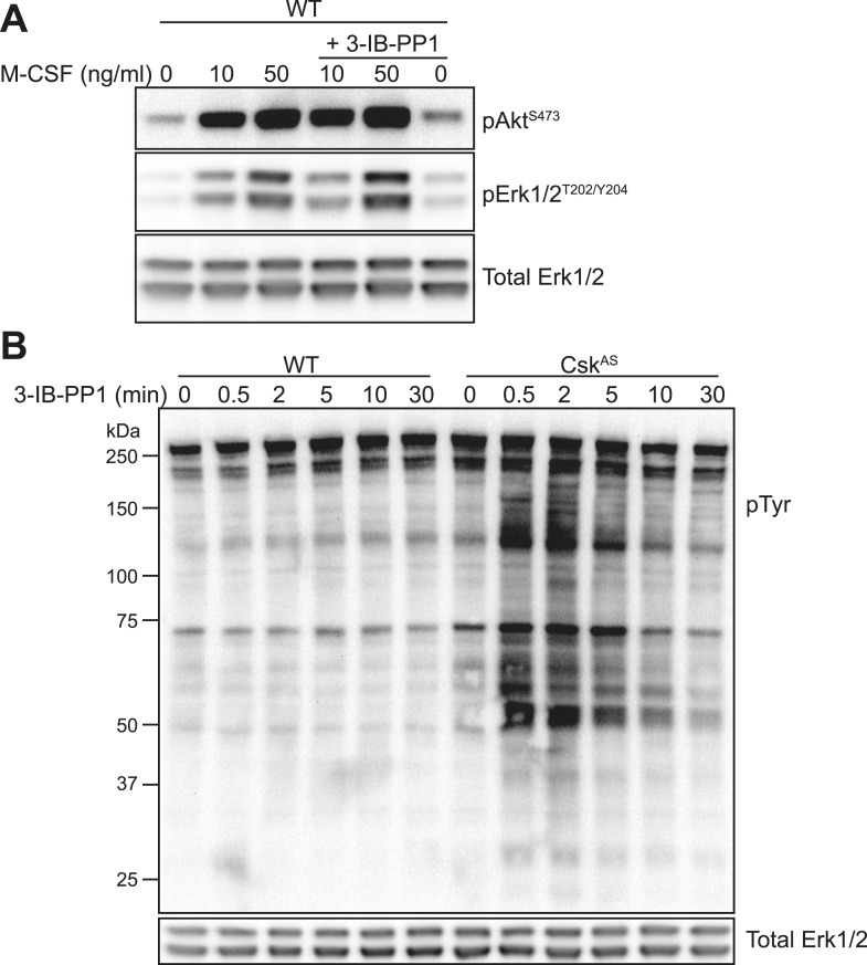 Figure 4—figure supplement 1.